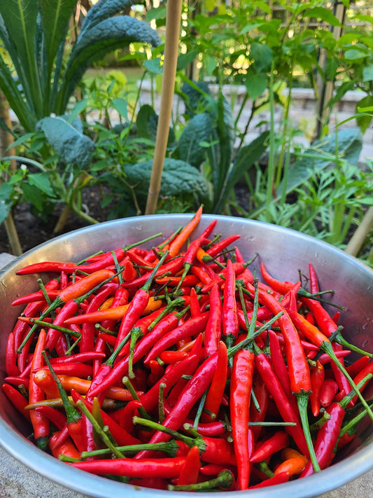 Golden Lotus Peanut Satay 12 fl. oz.