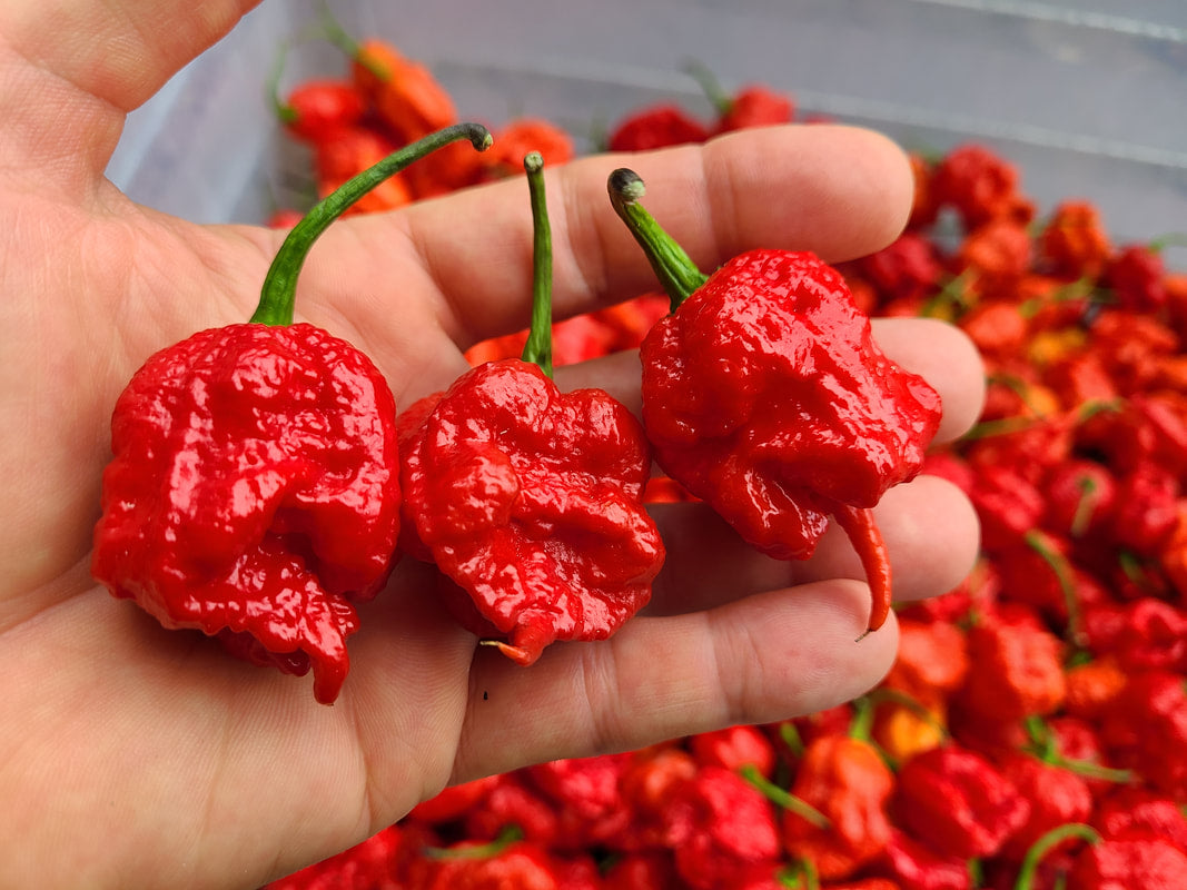 Carolina Reapers for Dragon's Breath