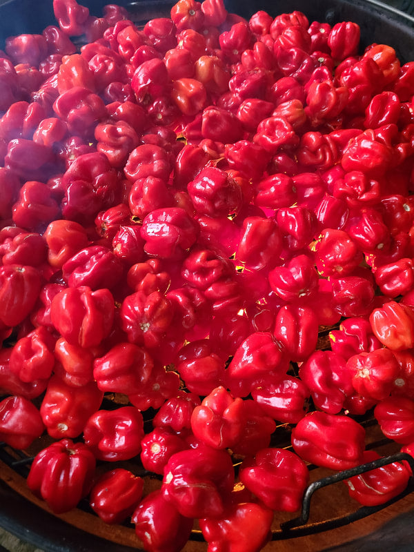 "Smoking Scotch Bonnet by Shade Time"