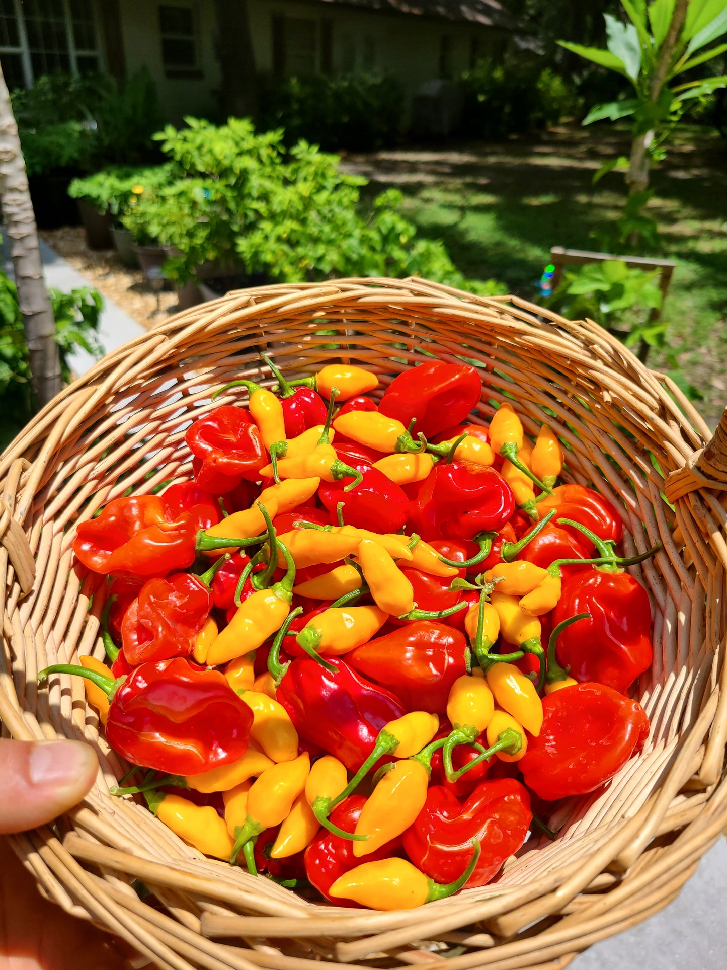 "Fresh picked peppers from Shade Time Artisan Hot Sauce"