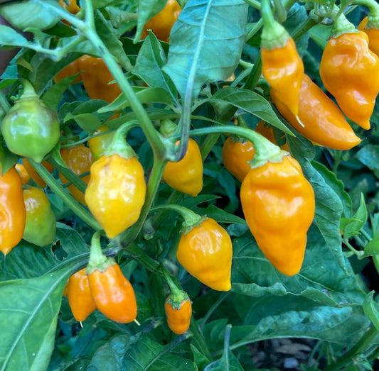 "Datil pepper plant from Sahde Time"